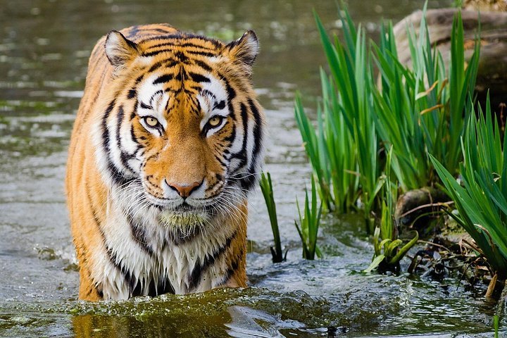 7 Days Golden Triangle and Ranthambore Safari